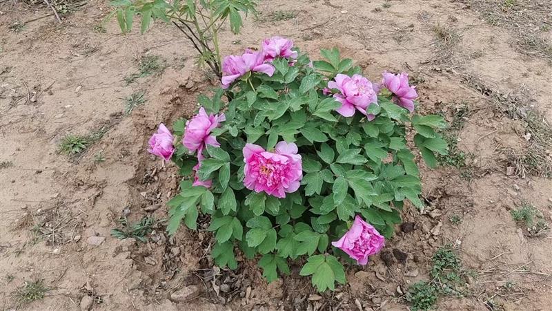 牡丹花开